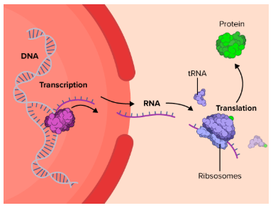 MAP Test Science Practice Question for 9th-12th Grade